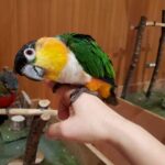 モフアニマルカフェ「ららぽーと福岡店」ズグロシロハラインコの画像